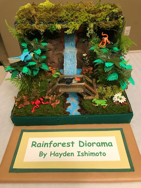 Ecosystem Diorama, Rain Forest Diorama, Ecosystems Diorama, Rainforest Diorama, Rainforest Crafts, Diy Diorama, Rainforest Ecosystem, Rainforest Project, Biomes Project