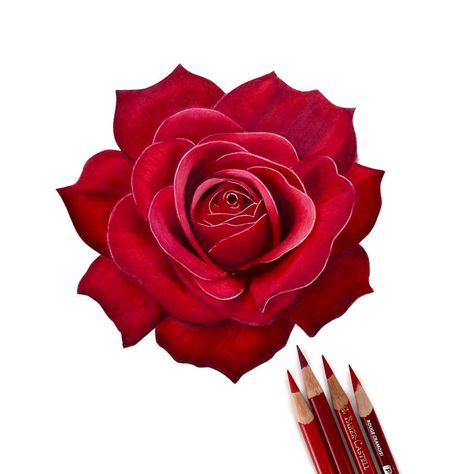 Red Rose drawn with Colored Pencils! . . #coloredpencil #coloring #coloredpencil_art #rose #valentines #botanicalcoloredpencil #drawing #coloredpencilpainting #prismacolor #polychromos #legionpaper #utrechtnood #botanicalart #blickartmaterials Red Color Drawing Ideas, Red Flowers Drawing, Red Rose Drawing, Red Roses Art, Colored Pencil Artwork Ideas, Calligraphy Flowers, Valentine Drawing, Dad Drawing, Rose Artwork