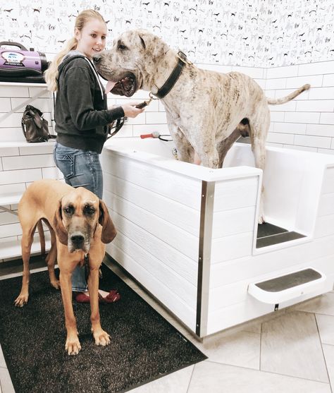 “Can I bring in my large breed dog for a wash?” We get this question often... ... We will let this photo speak for us. 😮 Dog Wash Business, Custom Dog Bathing Station, Self Service Dog Wash Grooming Salon, Dog Self Wash Business, Washing Dogs Tips Bath, Dog Tub, Dog Boutique Ideas, Dog Daycare Business, Dog Washing Station