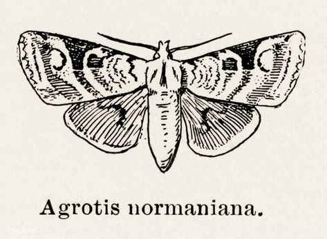 Norman’s Dart (Agrotis normaniana) from Moths and butterflies of the United States (1900) by Sherman F. Denton (1856-1937). Digitally enhanced from our own publication. Bug Illustration, Moth Drawing, Scientific Drawing, Moth Illustration, Moths And Butterflies, Engraving Tattoo, Tattoo Time, Tasteful Tattoos, Free Illustration Images