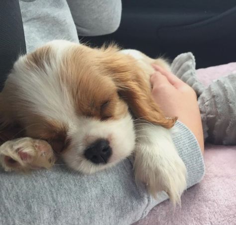 Sleepy Puppy, Baby Puppy, Cute Small Dogs, King Charles Dog, Really Cute Puppies, Very Cute Dogs, Really Cute Dogs, Puppies And Kitties, Cute Little Puppies