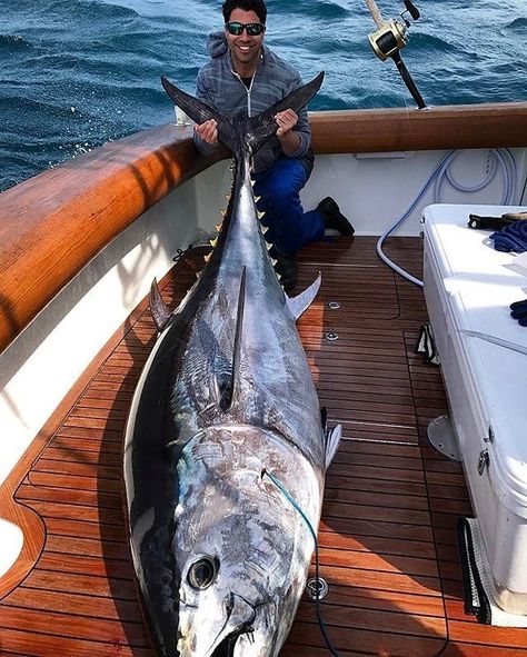 #fishing Trout Fishing Tips, Tuna Fishing, Bluefin Tuna, Salt Water Fishing, Salt Water Fish, Bowfishing, Fishing Pictures, Tuna Fish, Ocean Fishing