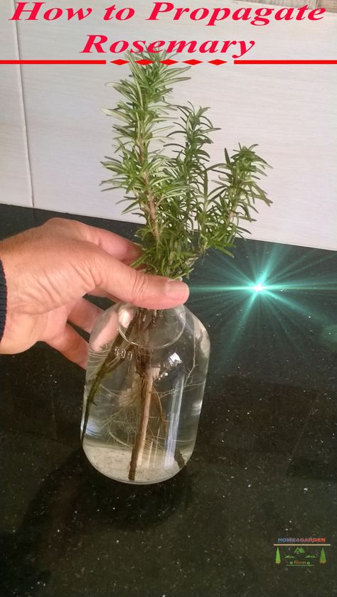 Propagating rosemary cuttings in water is very simple, you can have good success by following this Step-by-Step Instructions. Rosemary In Water Grow, Rooting Rosemary Cuttings, Propagating Rosemary From Cuttings, Propagating Plants In Water, Things To Do With Rosemary, Rosemary Landscaping, Rosemary From Seed, Propagating Rosemary, Rosemary Cuttings