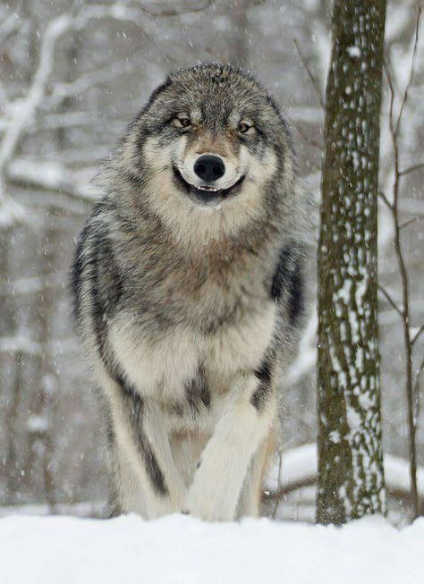 This wolf with its ears laid back  and mouth in a snarl is in an "attack" mode.  He's not "smilin'".  Just back away. Wolf World, Wolf Husky, Wolf Hybrid, Wolf Photos, Wolf Spirit Animal, Wolf Love, Wolf Pictures, Wolf Spirit, Beautiful Wolves