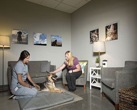 Comfort Rooms Ideas, Veterinary Storage, Vet Reception, Vet Office Decor, Consultation Room, Veterinary Office, Hospital Ideas, Future Veterinarian, Veterinarian Technician