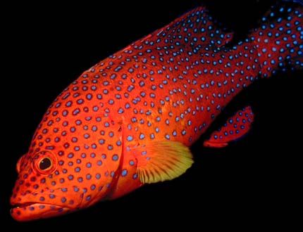 CORAL TROUT~~ also known as the red grouper and the coral rock cod, is found from the Red Sea to the central Pacific Ocean.   ~~~The brightly colored spots on this species have also earned this fish the name of jewel bass. This large fish can grow to a length of three feet. Red Grouper, Coral Trout, Rock Cod, Seashells Photography, Colourful Fish, Rare Fish, Animal Inspiration, Reef Fish, Marsa Alam