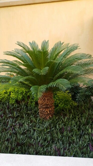 Cycad Garden Ideas, Types Of Pine Trees, Trees Landscaping, Palm Trees Landscaping, Coastal Garden, Sago Palm, Palm Garden, Garden Inspo, Coastal Gardens