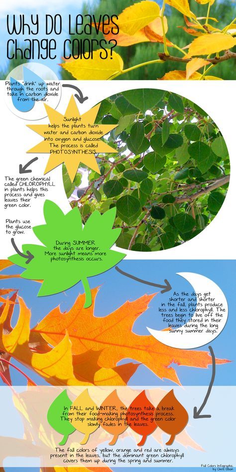 Why do leaves change colors? by Chris Olson via momathonblog #Infographic #Why_Leaves_Change_Color #Chris_Olson #momathonblog Chromatography For Kids, Leaves Changing Color, Fall Lessons, Tree Study, Outdoor Education, Fall Preschool, Fall Things, Plant Science, Kindergarten Science