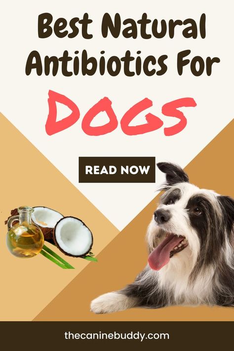 In this pin you will see how natural antibiotics can help your dog to maintain a healthy lifestyle. I have discussed the 6 best natural antibiotics that you can use for your dog. To know more read the full article. Natural Antibiotics For Dogs, Antibiotics For Dogs, Natural Dog Remedies, Medicinal Herbs Remedies, Medicinal Oils, Pet Remedies, Essential Oils Dogs, Diy Dog Food, Natural Antibiotic