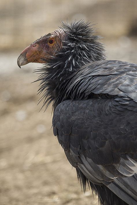 California condors rock the messy/ruffled look. Vulture Bird, Silly Birds, California Condor, Interesting Creatures, Ugly Animals, Wild Animals Pictures, Vulture Culture, Animal References, Safari Park