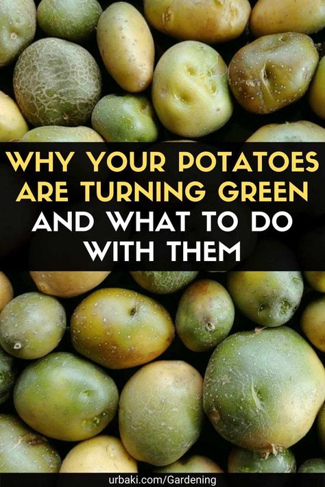 Green Potatoes, Canned Potatoes, Yukon Potatoes, Irish Potatoes, How To Store Potatoes, Planting Potatoes, Bloom Where Youre Planted, Growing Potatoes, Plant Information