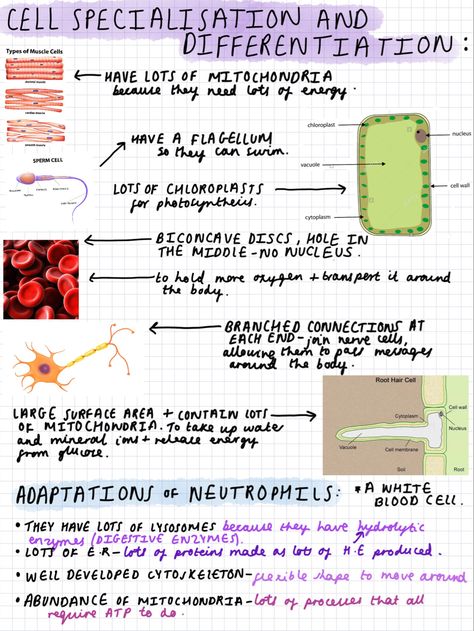 A Level Biology Notes, Notes For Biology, A Level Biology Revision, Gcse Notes, Study 2023, Cell Differentiation, Gcse Science Revision, Med School Study, Gcse Biology