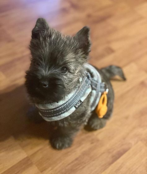 Cairn Terrier Puppies, Cairn Terriers, Norwich Terrier, Terrier Breeds, Terrier Puppies, Cairn Terrier, Puppy Pictures, Scottish Terrier, Cairns