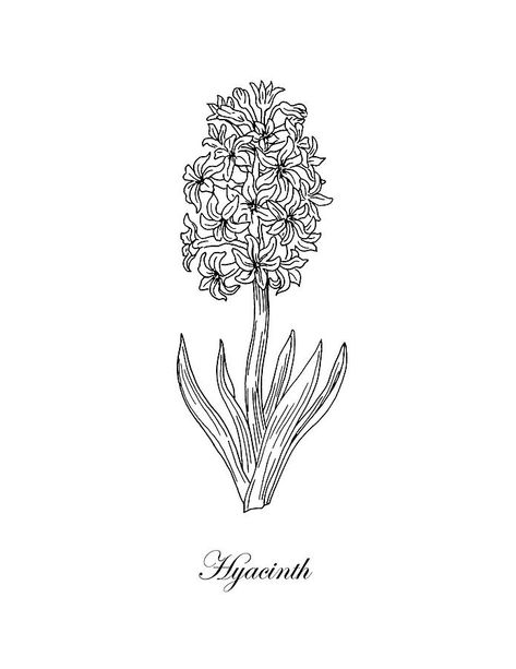 Hyacinth Drawing, Hyacinth Tattoo, Hyacinth Flower, Botanical Inspiration, Project Abstract, Drawing Black And White, Black And White Art Print, Botanical Drawing, Air Popped Popcorn