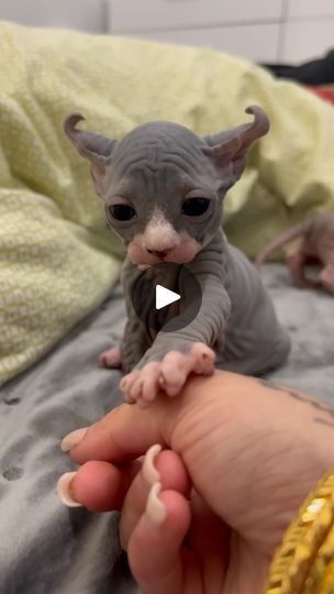 Baby Hairless Cat, Hairless Kitten, Cute Hairless Cat, Easy Girl, Hairless Cat, Sphynx Cat, Sphynx, My Baby, Cats Of Instagram