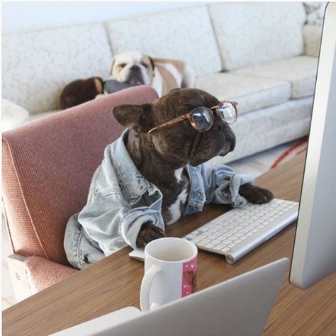 Social media has changed jobs forever and an influencer is now one of the biggest jobs out there Dog Christmas Photos, Puppy Heaven, Dog Portraits Art, Really Cute Puppies, Crazy Dog Lady, Dog Projects, Dog Door, Portraits From Photos, Pet Puppy