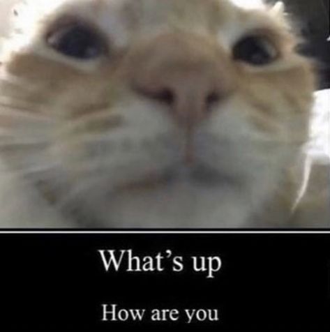 Ugly Cat, Cat Language, Cat Meme, Meme Stickers, Cat Aesthetic, Funny Reaction Pictures, Cute Memes, Intj, Grumpy Cat