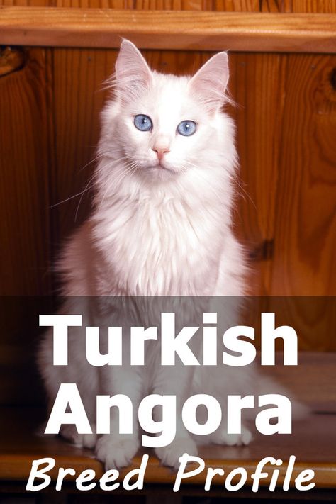 White Cat Breeds, Breakup Messages, Angora Cat, Turkish Van Cats, Turkish Angora Cat, Purebred Cats, Turkish Van, Angora Cats, Turkish Angora