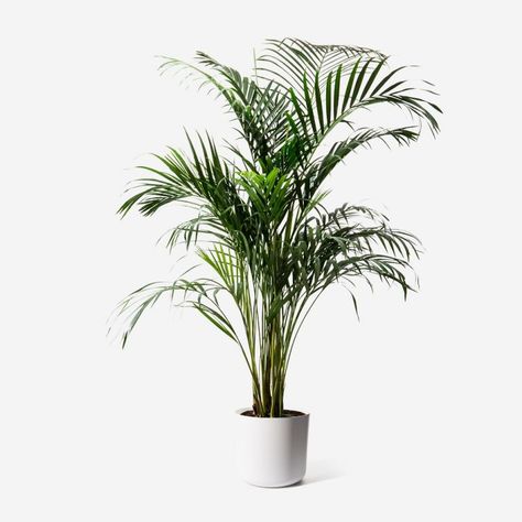 Areca Palm - FlowerBX Areca Plant, Areca Palm Indoor, Palm In Pot, Palm Tree Indoor, Areca Palm Plant, Botanical Images, Palm Plants, Indoor Palm Trees, Majestic Palm