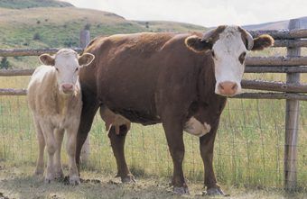 The USDA and the Organic Farming Research Foundation offer grants that can alleviate some of the costs of starting up a cattle farm for young people. Beef Farming, Starting A Farm, Raising Cattle, Beef Cow, Raising Farm Animals, Cattle Farm, Homestead Farm, Farm Business, Future Farms