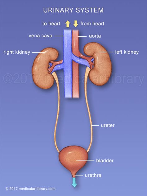 Urinary System Diagram, The Urinary System, Human Body Organs, Urinary System, Medical Student Study, Nursing School Survival, Human Body Anatomy, Biology Lessons, Nursing School Studying