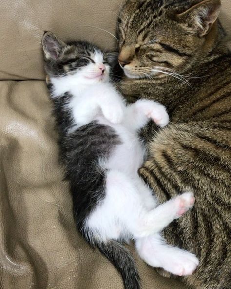 Tabby Cats, Cat Cuddle, Baby Kittens, Little Kittens, Ragdoll Cat, Cat Aesthetic, Cute Cats And Kittens, Tabby Cat, Beautiful Cats