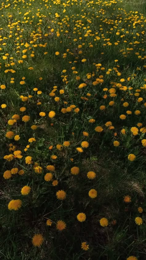 #dandelions #flowers #aestetic #bloom #spring Yellow Dandelion Aesthetic, Aesthetic Stuff To Draw, Dandelions Aesthetic, Miley Aesthetic, Blackberry Garden, Kenny Core, Dandelion Aesthetic, Sweet Dandelion, Bachelorette Mood Board