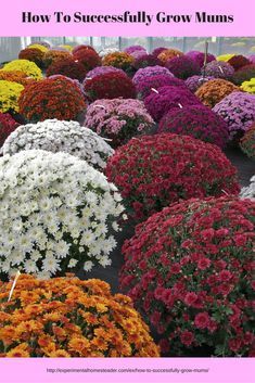 How To Successfully Grow Mums Chrysanthemum Growing, Hardy Mums, Lantana Plant, Planting Mums, Garden Mum, Fall Mums, Garden Magic, Mums Flowers, Shade Flowers