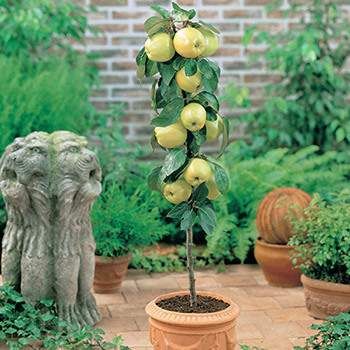 Fruit Trees In Containers, Grapevine Growing, Patio Fruit Trees, Apple Picture, Golden Delicious Apple, Patio Trees, Growing Fruit Trees, Columnar Trees, Allotment Gardening