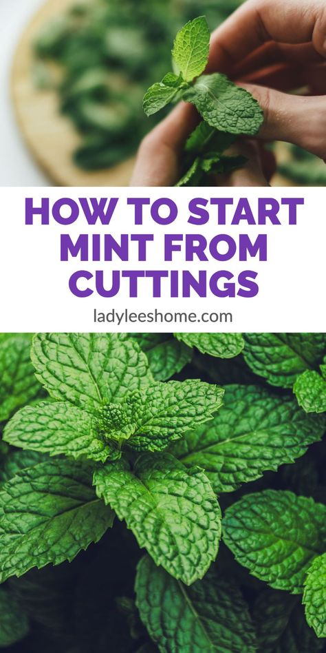 Grow Mint From Clippings, How To Propagate Mint From Cuttings, How To Propagate Mint, How To Harvest Mint, Pepermint Plant, Propagating Mint, Propagate Mint, Mint Growing, Mint Plant Care