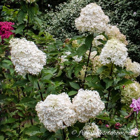 These shrubs with white flowers will be perfect for a white garden. Whether your yard is in sun or shade, or you're looking for landscaping ideas for front yards or backyards, there are some beautiful bushes on this list that will work with your garden landscape. #fromhousetohome #plants #bushes #shrubs #whiteflowergarden #gardeningideas Shrubs With White Flowers, Azaleas Landscaping, Growing Gardenias, White Flowering Shrubs, Small Trees For Garden, Azalea Bush, Garden Front Of House, Evergreen Landscape, Trees For Front Yard