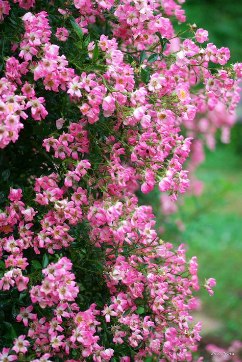 pink beauties Pink Clematis, Beautiful Pink Flowers, Pink Garden, Blossom Tree, Love Garden, Nature Garden, Nature Plants, Bougainvillea, Tiny Flowers