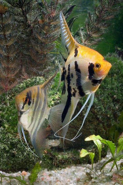 Tropical Fish Tanks, Tropical Fish Aquarium, Fresh Water Fish Tank, Freshwater Aquarium Fish, Cool Fish, Water Animals, Two Fish, Underwater Creatures, Pet Fish