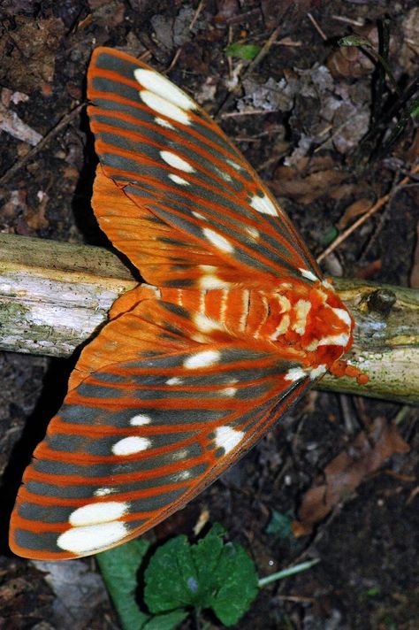 Royal Walnut Moth, Citheronia regalis. This huge female had nearly a six inch wingspan. It's also known as the Regal Moth, and the larva is the Hickory Horned Devil. Regal Moth Tattoo, Royal Walnut Moth, Regal Moth, Watercolor Bugs, Pretty Moths, Rosy Maple Moth, Cute Moth, Cool Insects, Insect Wings