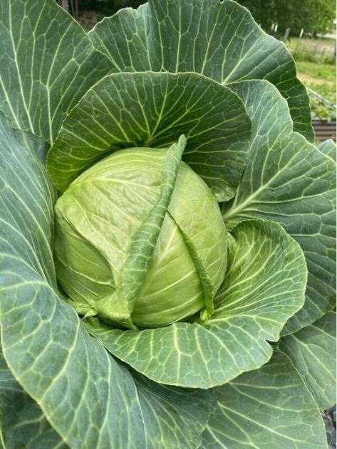 Preserve Cabbage, Aloe Vera Recipes, Varicose Veins Causes, Hair Mask Recipe, Constant Headaches, Improve Nutrition, Natural Hair Mask, Skin Natural Remedies, Cabbage Leaves