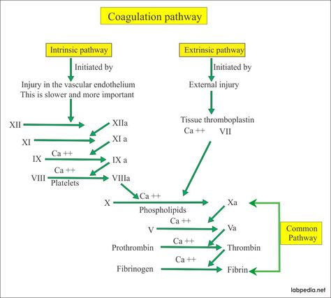 There is a cascade of coagulation factors needed for the proper coagulation. The following is a description of each factor. Fibrinogen, Factor I: Fibrinogen is necessary for the clotting mechanism.  Fibrinogen is a globulin protein. Fibrinogen is produced by the liver and this is Coagulation Of Blood, Neet Drawings, Coagulation Factors, Clotting Factor, Coagulation Cascade, Microbiology Notes, Medical Laboratory Science Student, Tissue Biology, Medical Student Study