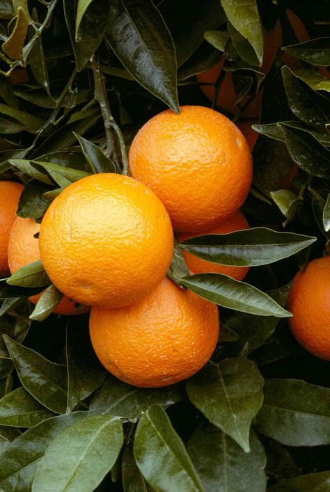 Orange trees (Citrus sinensis) are popular, easy-to-care-for fruit trees with tasty rewards. Learn how to successfully grow them in your own yard. #fruitgarden #ediblegardenideas #gardeningadvice #houseplanthacks #howtogrow #plantparenttips #thespruce Orange Nails Design, Nail Designs Orange, Orange Nails Acrylic, Tattoo Plant, Nails Orange, Citrus Plant, Bacterial Diseases, Orange Nail Designs, Orange Nail