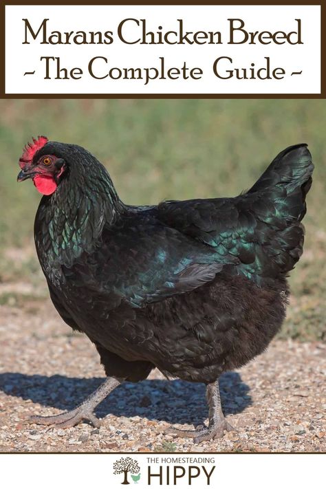 Marans chickens are a dependable egg-laying breed for every homesteader. I give you all the details to see whether they're right for you. #chickens #homesteading Blue Copper Marans, Marans Chicken, Maran Chickens, Pioneer Living, Molting Chickens, Suburban Homestead, Emu Bird, Compost Mulch, Plant Pests