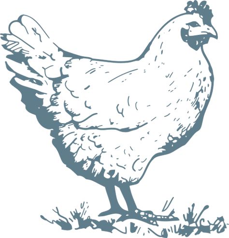 animal bird hen domestic - Free SVG Image & Icon. Free Chicken Svg, Black And White Chickens, Collage Quilting, Svg Chicken, Chicken Svg, Easter 2024, White Chicken, Hens And Chicks, Clipart Black And White