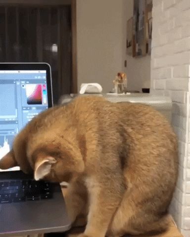 New trending GIF on cymeme.blogspot.com Tired Cat, 웃긴 사진, Cute Animal Videos, Funny Cute Cats, Funny Cat Videos, Cat Gif, 귀여운 동물, Animal Memes, Cute Funny Animals