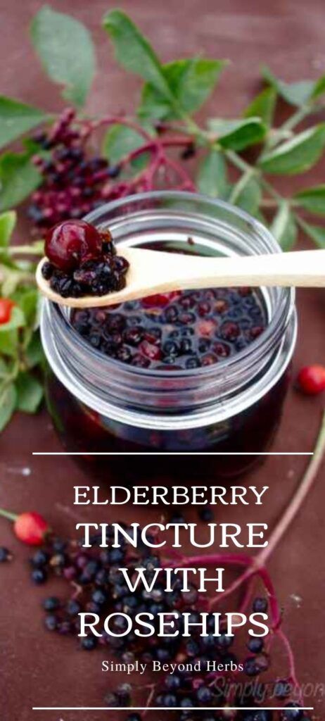 how to make elderberry tincture with rosehips Rosehip Tincture, Tincture Recipes, Grow Berries, Herbal Gifts, Elderberry Tincture, Herbal Grimoire, Herb Medicine, Witches Apothecary, Elderberry Benefits