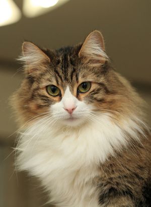 Fluffy Cat Breeds, Cat Faces, Norwegian Forest, Forest Cat, Cat Breed, Norwegian Forest Cat, Cat Pose, Cat Photography, Fluffy Cat