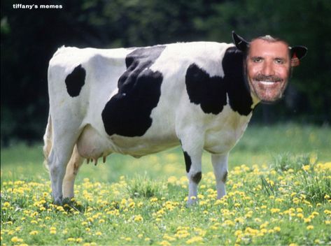 #meme #itsnoteventhatfunny #simoncowell Simon Cowell Meme, Cow Bell, Reaction Pics, Simon Cowell, Holy Water, Quality Content, Reaction Pictures, Funny Images, Cow