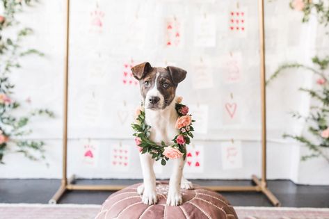 Valentines Mini Session Ideas, Outdoor Family Portraits, Valentine Mini Session, Puppy Valentines, Mini Photo Sessions, Puppy Snuggles, Lightroom Presets Collection, Dog Photograph, Valentine Photo