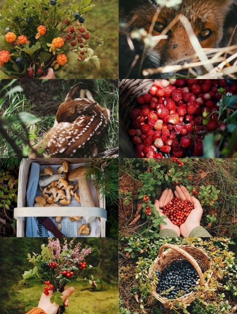 Woodland Cottage Aesthetic, Woodland Witch Aesthetic, Cottagecore Life, Cottage Aesthetic, Farm Lifestyle, Cottage In The Woods, Beautiful Collage, Cottage Core Aesthetic, Witch Aesthetic