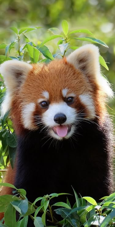 🔥Amazing And Interesting Red Panda Facts For Kids🔥🔥 #redpanda #panda #redpandas #animals #pandas #zoo #redpandasofinstagram #pandalover #pandalove #cute #wildlife #redpandalove #pandabear #animal #pandalovers #pandalife #animalphotography #redpandanation #red #zoophotography #art #nature #redpandanetwork #lesserpanda #pandastyle #redpandalovers #pandagram #cuteanimals #photography #giantpanda Panda Facts For Kids, Panda Facts, Red Panda Cute, Panda Cute, Facts For Kids, Red Pandas, Red Panda, Panda Bear, Trendy Hairstyles