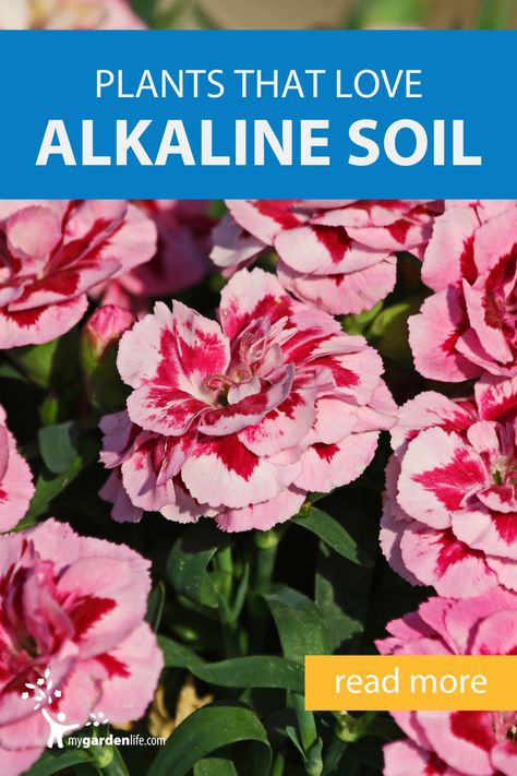 Acidic Loving Plants, Small Japanese Garden Ideas, Mock Orange Shrub, Alkaline Soil, Full Shade Plants, Small Japanese Garden, Acid Loving Plants, Shade Perennials, Indoor Herb Garden