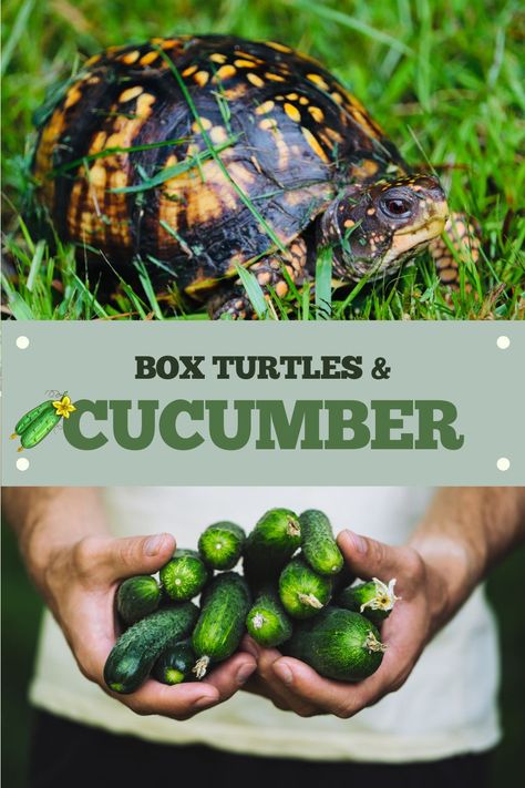 The box turtle diet! Are cucumbers a major part of the box turtle diet and approved food list? This blog post covers all the details of feeding box turtles cucumber. Three Toed Box Turtle, Box Turtle Diet, Box Turtle Food, Box Turtle Habitat, Turtle Pet, Turtle Food, Eastern Box Turtle, Box Turtles, Mushroom Broccoli