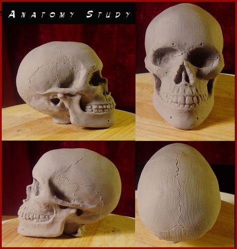 skull anatomy Skull Out Of Clay, How To Make A Skull Out Of Clay, Skull Clay Art, Air Dry Clay Skull, Cranium Anatomy, Skull Clay Sculpture, Skull Ceramics, Clay Skull, Ceramic Skull