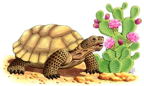 Tortoise Art, Tortoise Drawing, Tortoise Tattoo, Tortoise Diet, Kawaii Turtle, Turtle Tattoos, Turtle Images, Russian Tortoise, Tortoise Care